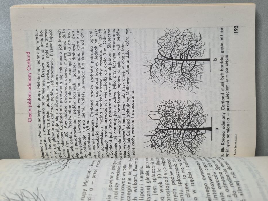 Sady intensywne - A.Mika, A.Czynczyk