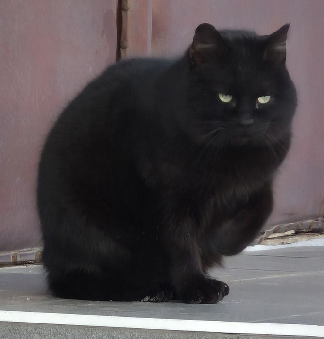 Котик молодий, лове мишей на ура