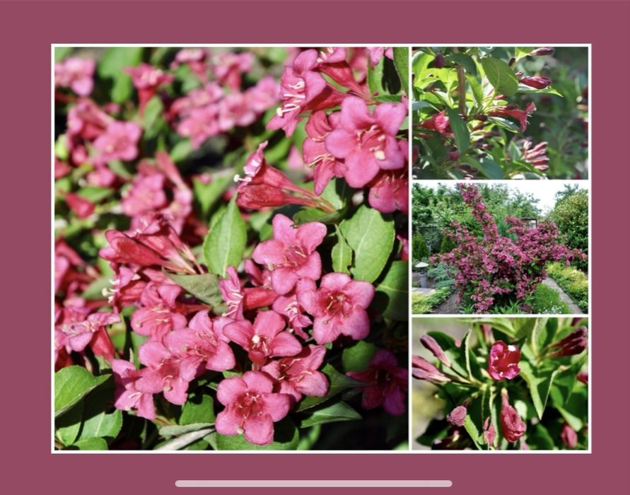 Вейгела , многолетник