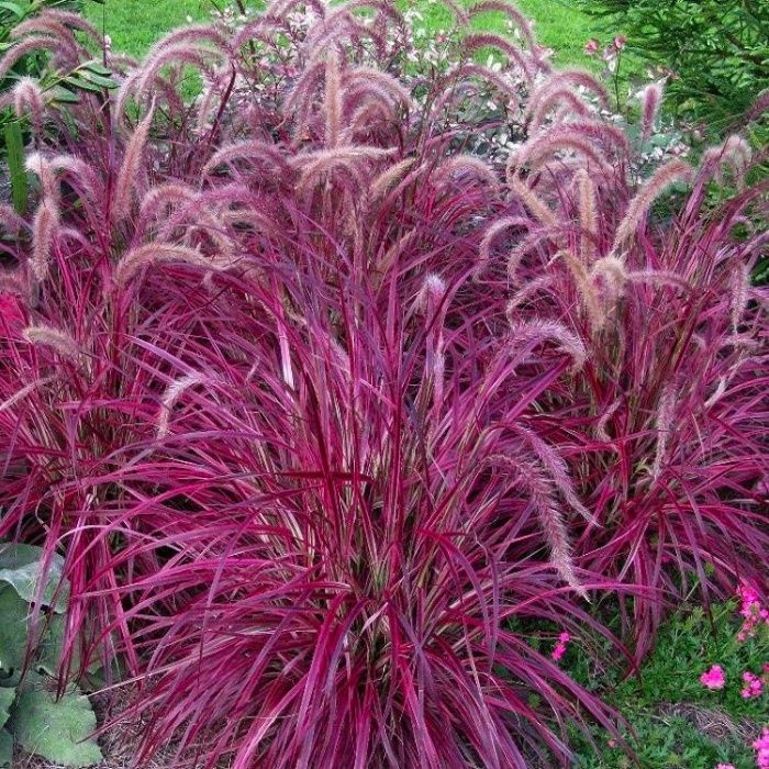 Jardineiro para trabalhos de ...jardinagem