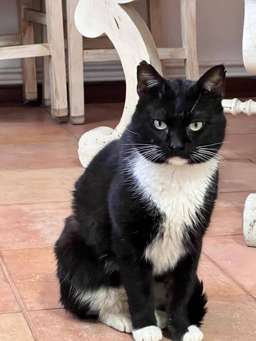 Gatinho com 1 ano e meio para adopção responsável