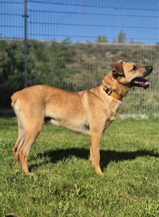 Odważny Kapitan szuka domu!