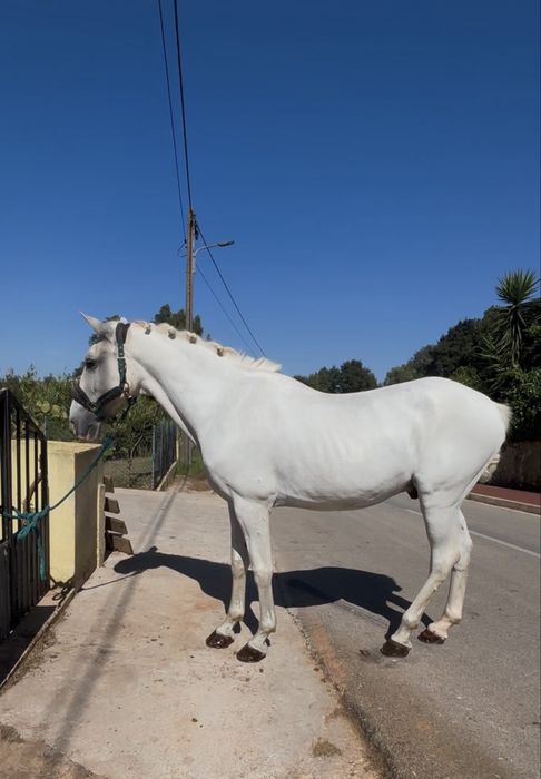 Cavalo mansinho montado e engatado