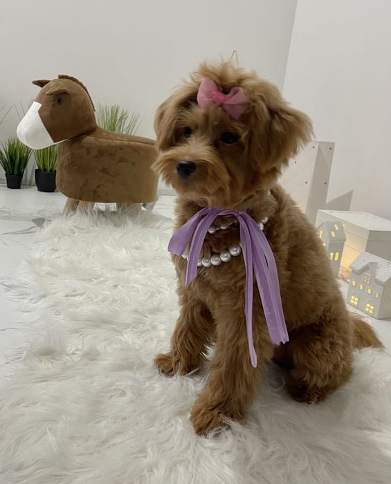 Помапу  любов без кордонів