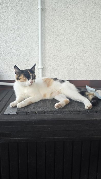 Trójkolorowa koteczka szuka domu