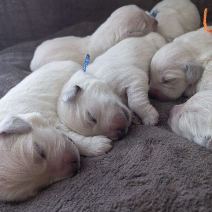 Słodki Gloden Retriever