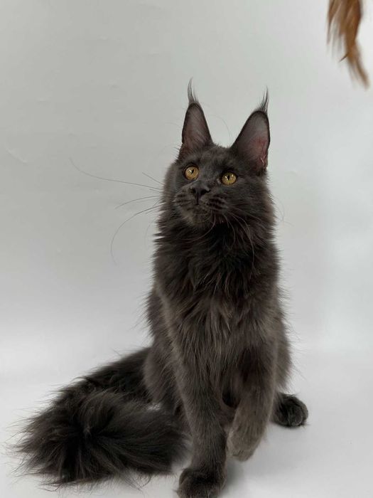 Продам мейн кун  девочка