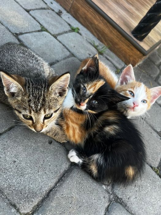 Котенята  в добрі руки
