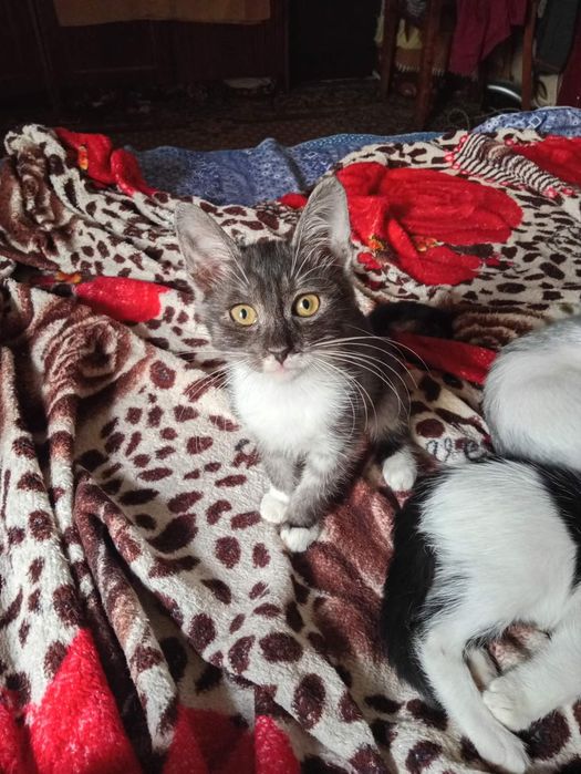 Милые котята бесплатно. кот. кошка. котенок даром