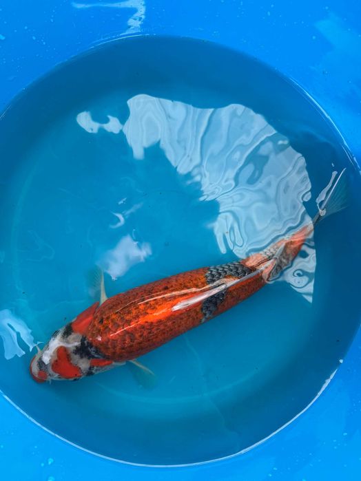 Carpa Koi GOSHIKI 30cm Japonesa KANNO KOI FARM