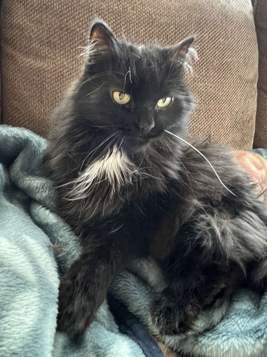 Догляну за котиком чи кішечкою під час відпустки Біла Церква та Ірпінь