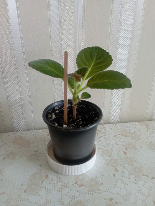 Глоксинія (дітки)