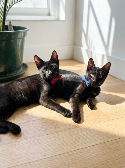 Setúbal / Margem Sul / Lisboa — Simba e Benjamim, gatinhos para adoção