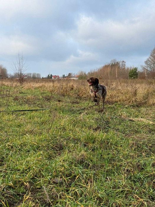 wyżeł  niemiecki szorstkowlosy  w schronisku w skierniwicach