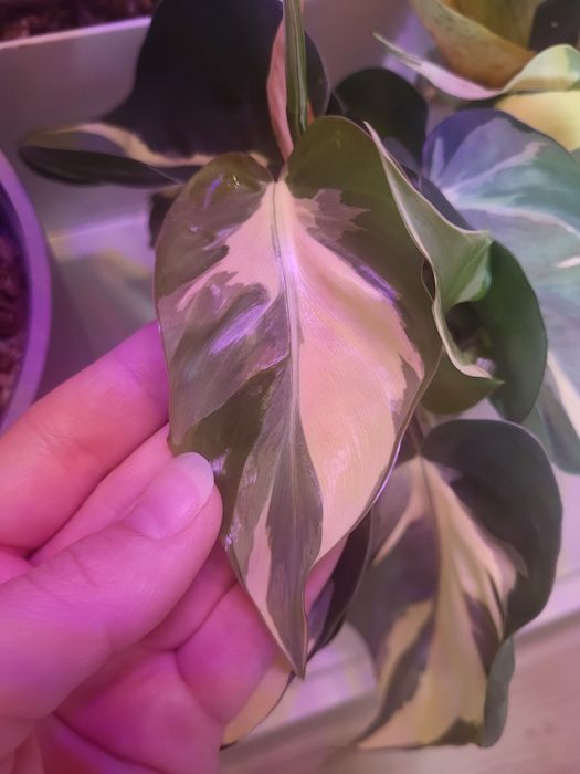 Philodendron hederaceum Rio