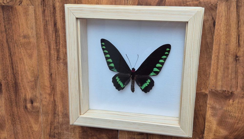 Motyl w gablotce Trogonoptera trojana na ścianę otwierana