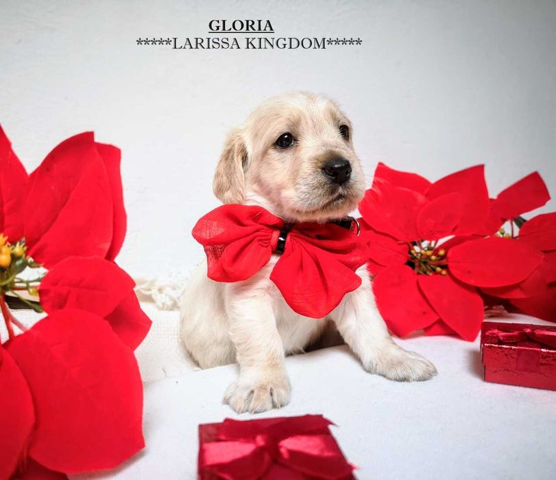 Wyjątkowa Cockapoo  Smooth Coat / Cocker Spaniel + Pudel Mini