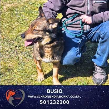 Busio -Do adopcji