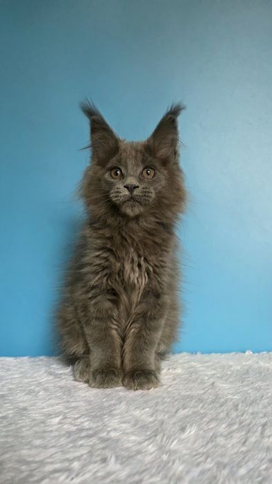 Мейн кун девочка, голубой солид