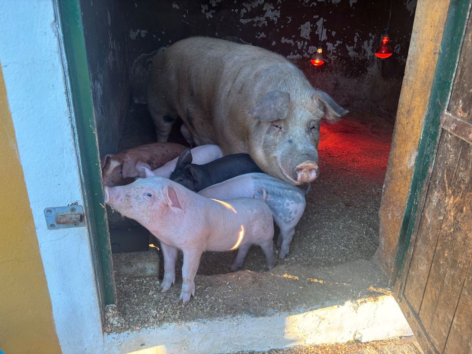 Vendo porca com 5 porquinhos