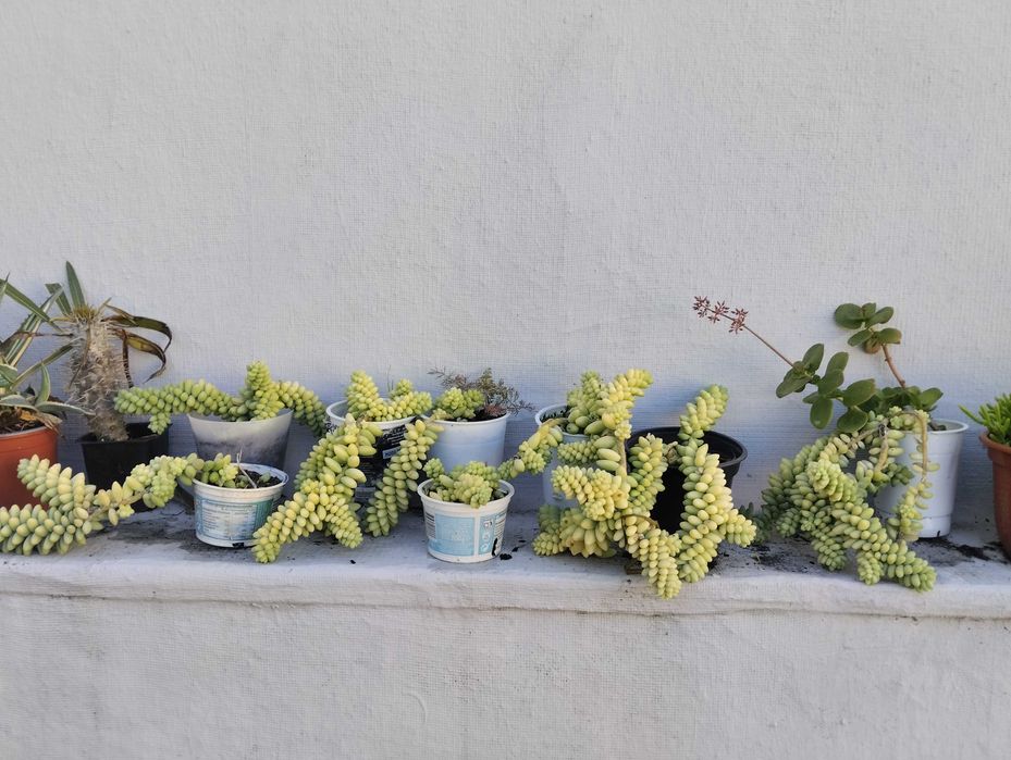 Suculenta, Rabo de burro.