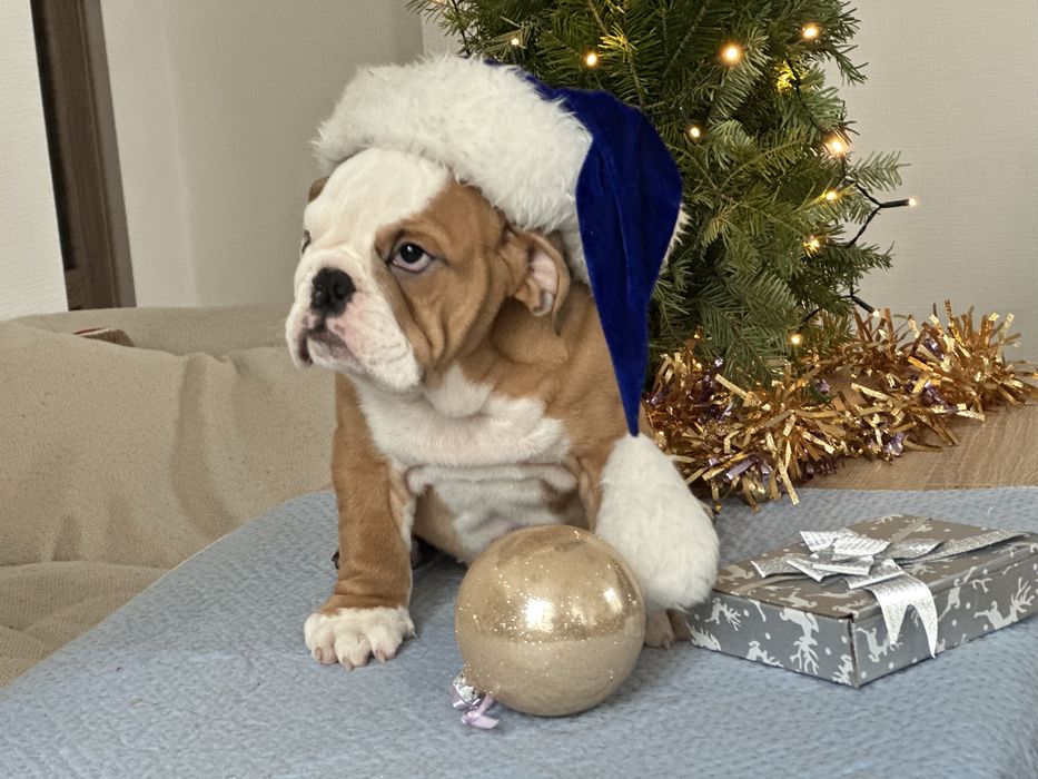 Англійский бульдог