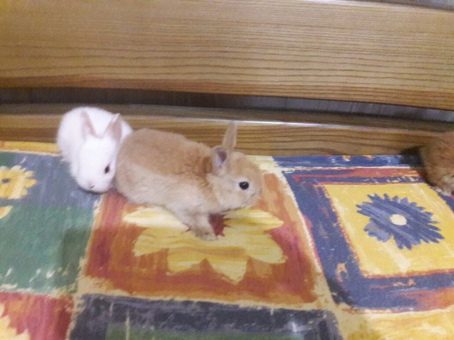 Цветной карлик