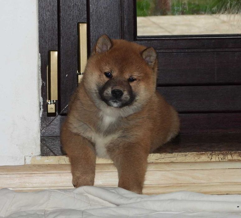 Shiba Inu ZKwP FCI piękna dziewczynka już gotowa do odbioru
