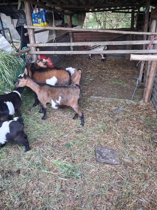 Rebanho cabras anãs