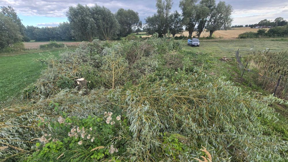 Ścięte Drzewo Gałęzie Krzaki Drewno oddam za darmo zrębka opał rębak