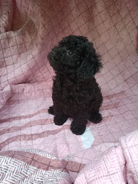 Caniche toy fêmea