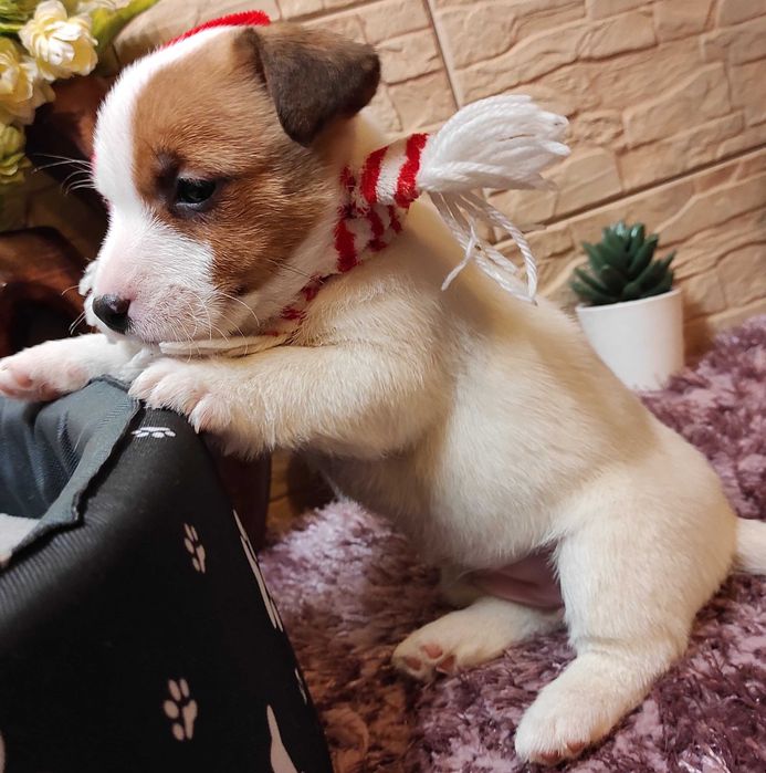 Jack Russell Terrier  / JACK /