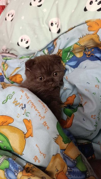Киця висловуха шотландка, скотіш фолд. Тройний залом вушок. Шоколадного кольору.