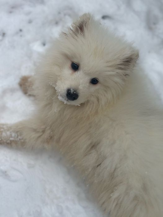Самоїд хлопчик терміново потребує родини