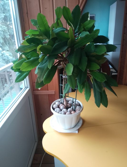 молочай біложильчастий (Euphorbia leuconeura).