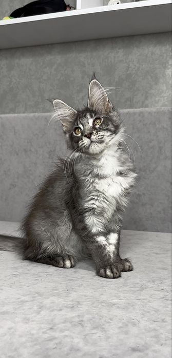 Харизматична дівчинка мейнкун чорний мармур на сріблі