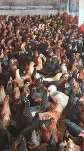 Kury Nioski zdrowe młode ! Rossa Messa Sendi Dominant ! Dowóz !!