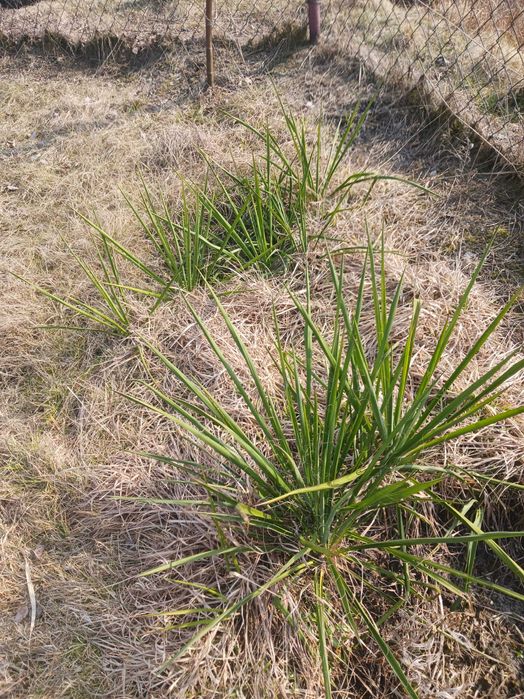 sadzonki juki ogrodowej