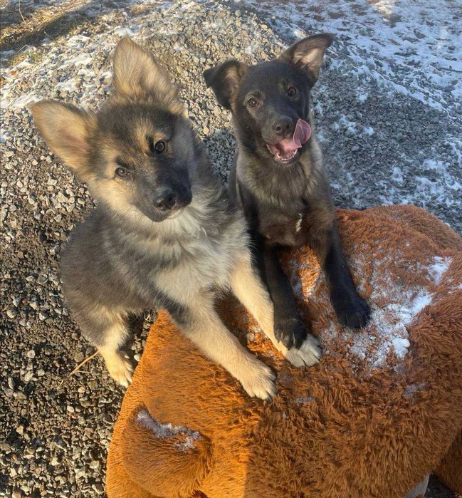 Собачка щенок девочка метис малинуа ищет семью дом харьков черная
