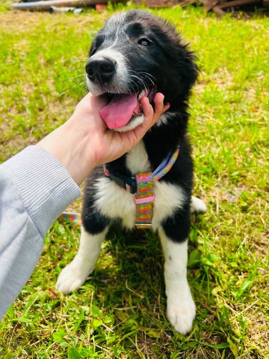 border collie samiec