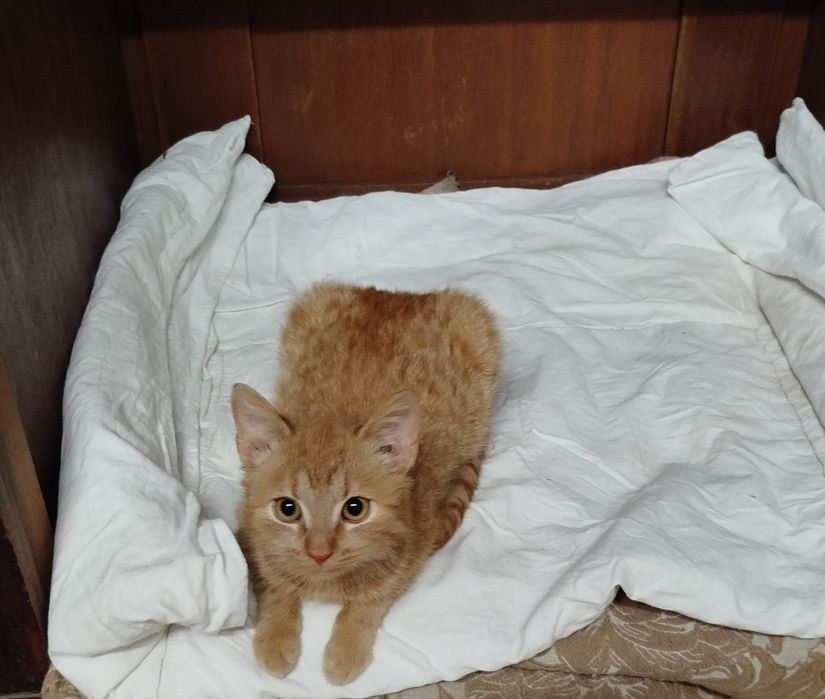 Nachos i Cheetos do adopcji