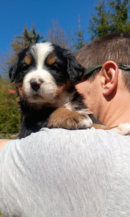 Berneński Pies Pasterski
