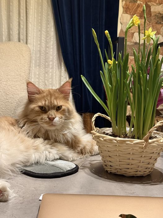 Бронювання кошенят мейн-кун