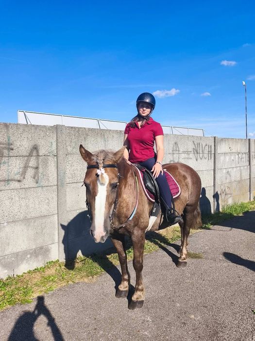 Klacz  7lat 145cm