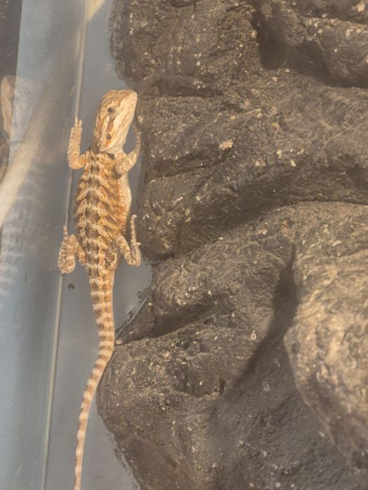 Agama brodata Kolor    Kraków