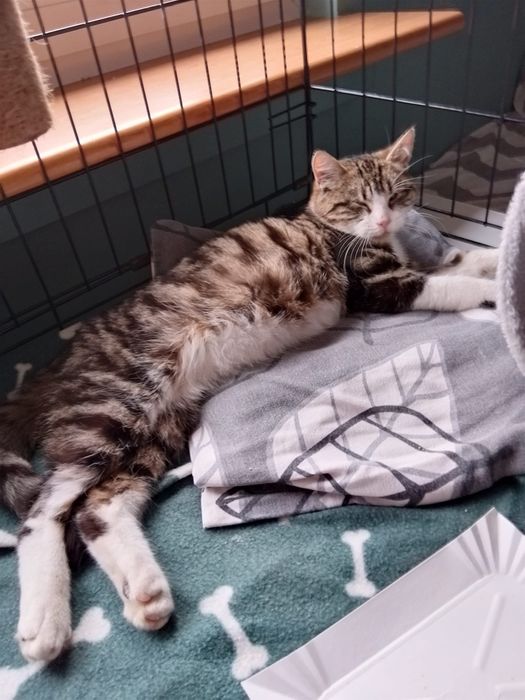 Stachu - cudo na 4 Łapach