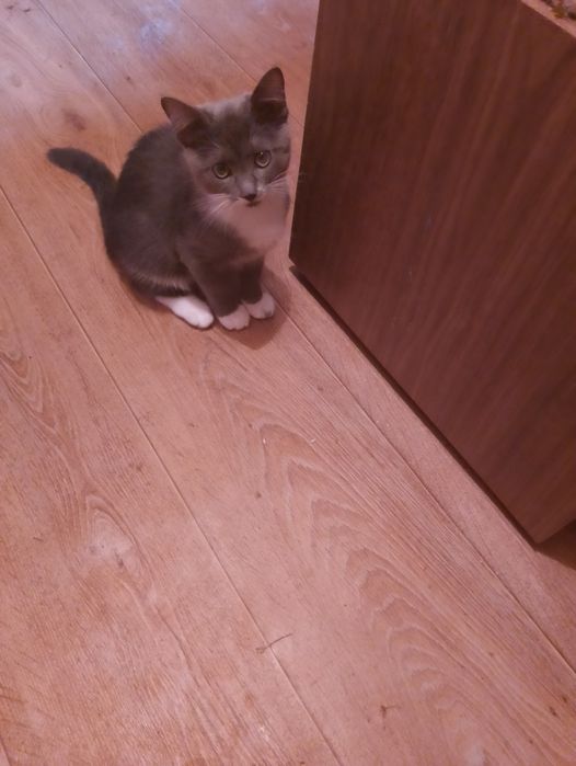 продам котят шиншиллы
