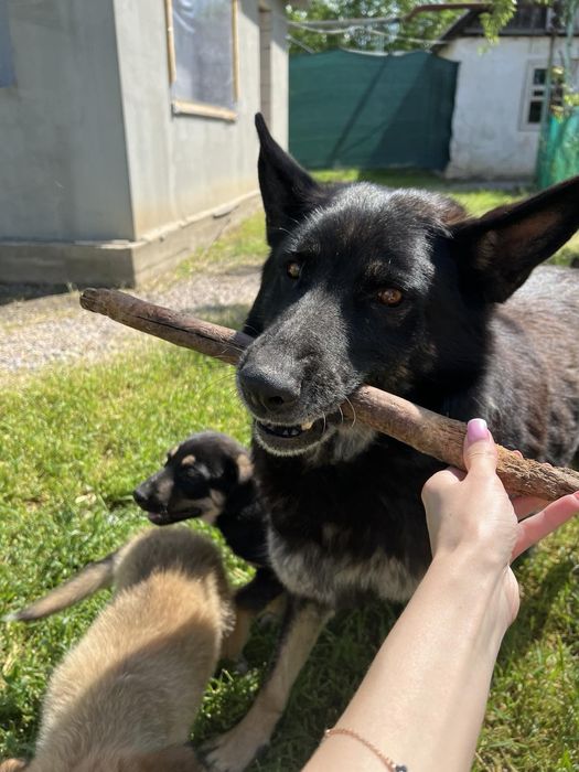 Цуценята німецької вівчарки