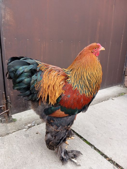 Молодий півень куріпчатої брами