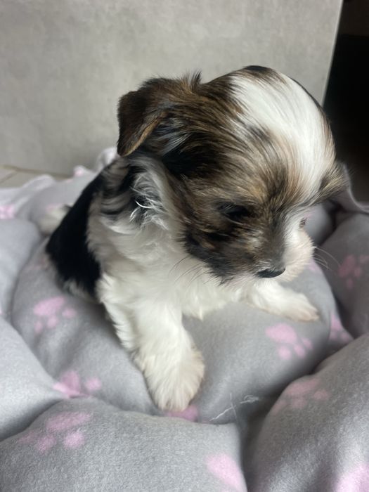 Flapi Tricolor Yorkshire Terrier piesek